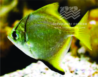 Monodactylus Argenteus